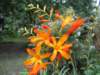 Crocosmia